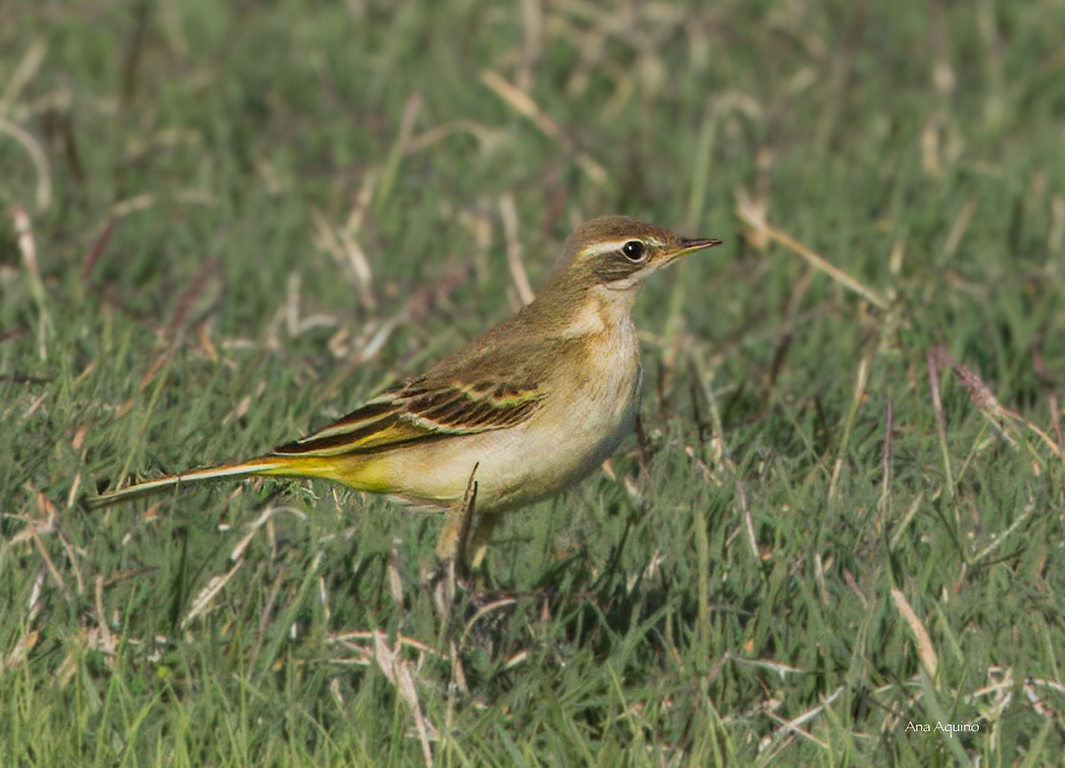 Western Yellow Wagtail - ML643744844