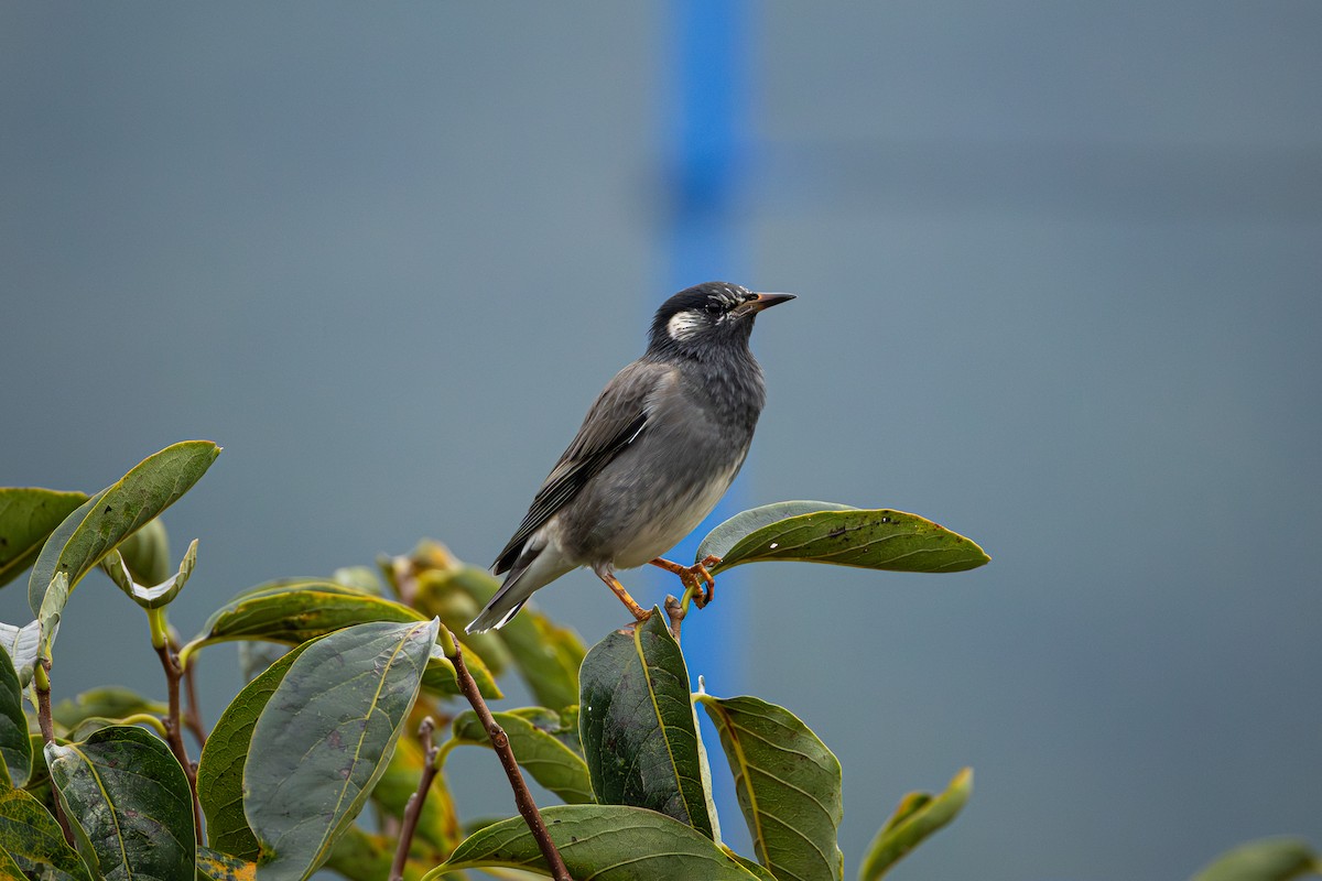 Étourneau gris - ML643744866