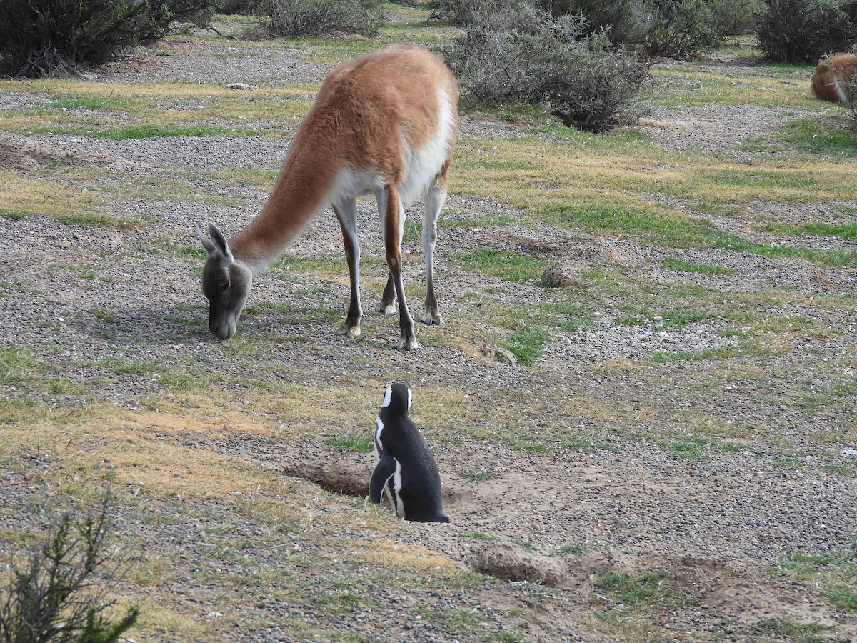 Guanaco - ML643744870