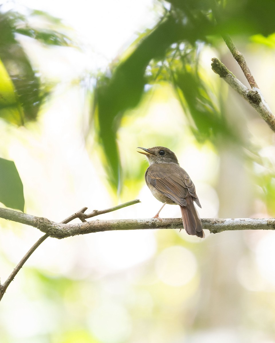 Sula Jungle Flycatcher - ML643744879