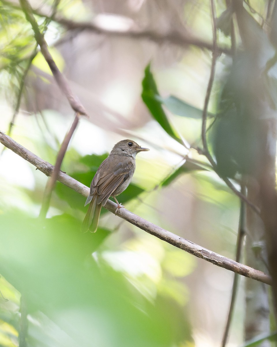 Sula Jungle Flycatcher - ML643744880