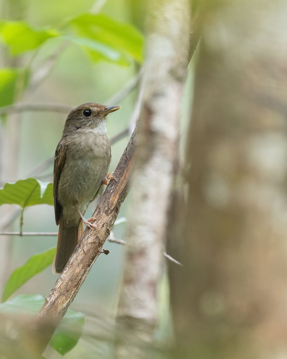 Sula Jungle Flycatcher - ML643744881