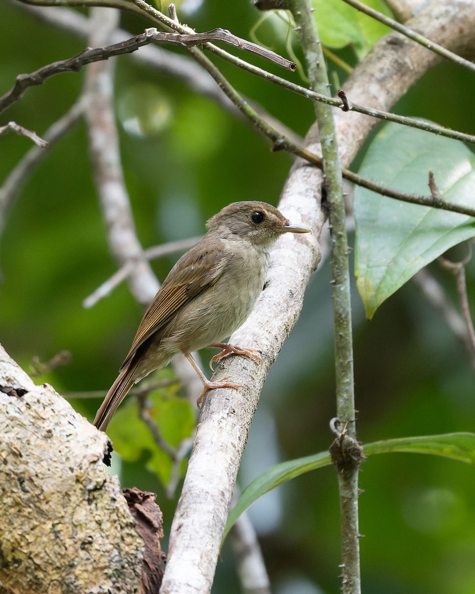 Sula Jungle Flycatcher - ML643744882