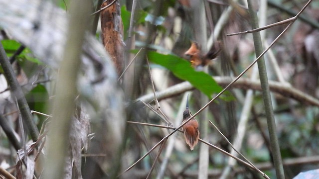 Reddish Hermit - ML643744900
