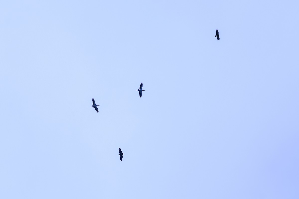Wood Stork - ML643744907