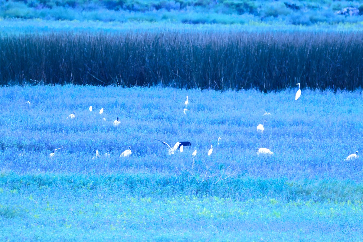 Wood Stork - ML643744910