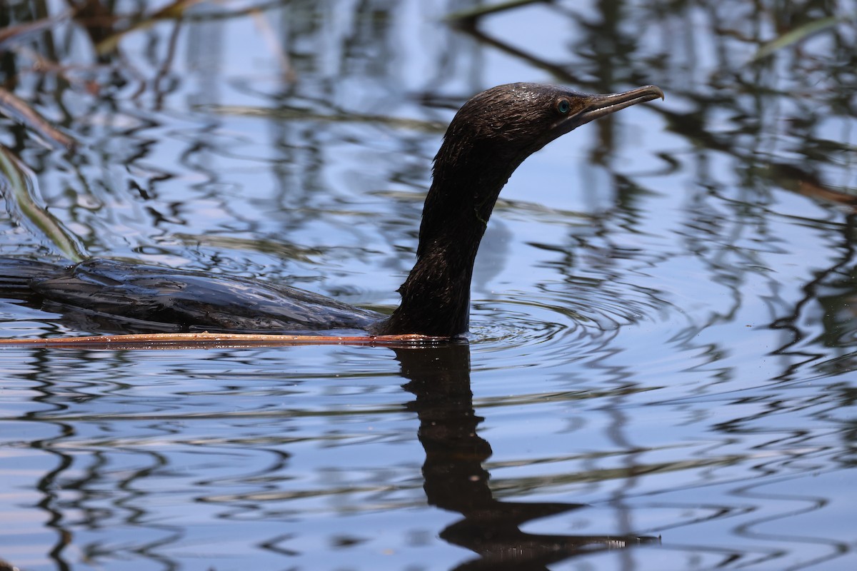 Little Black Cormorant - ML643744912