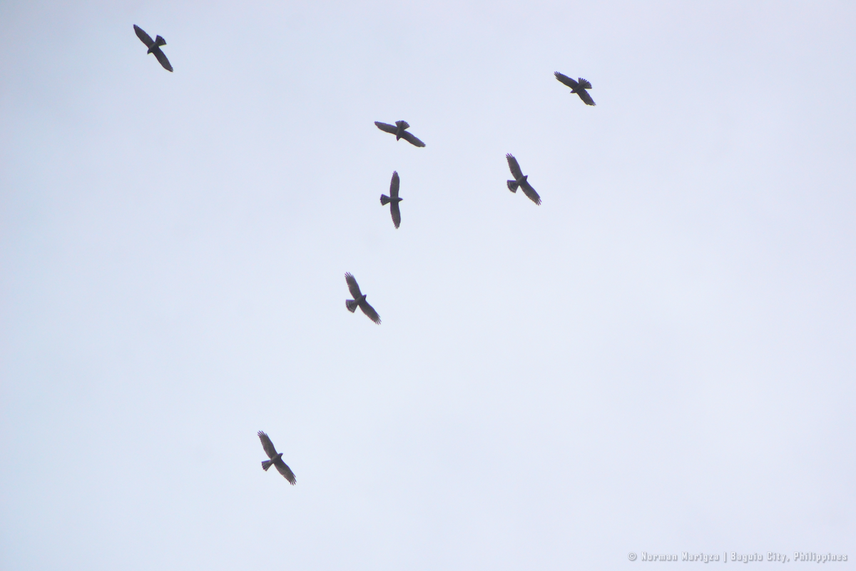 Gray-faced Buzzard - ML643744913