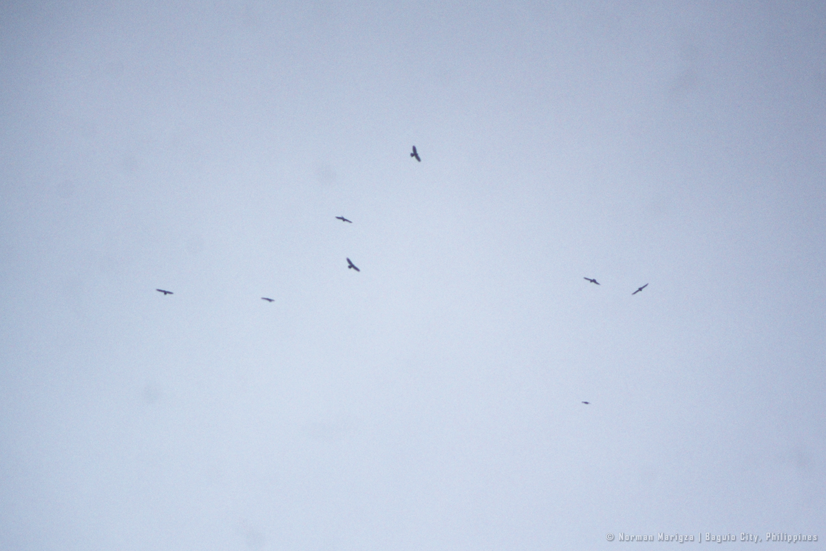 Gray-faced Buzzard - ML643744914