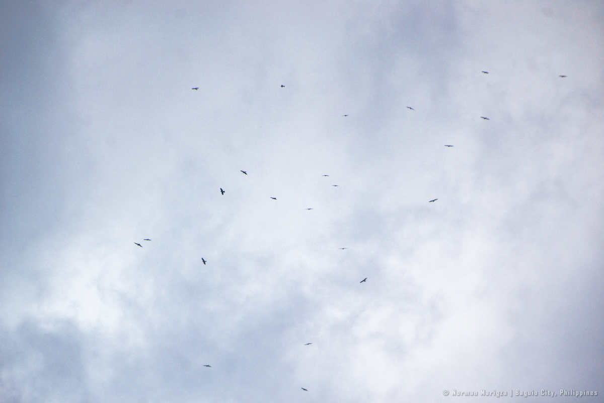 Gray-faced Buzzard - ML643744915