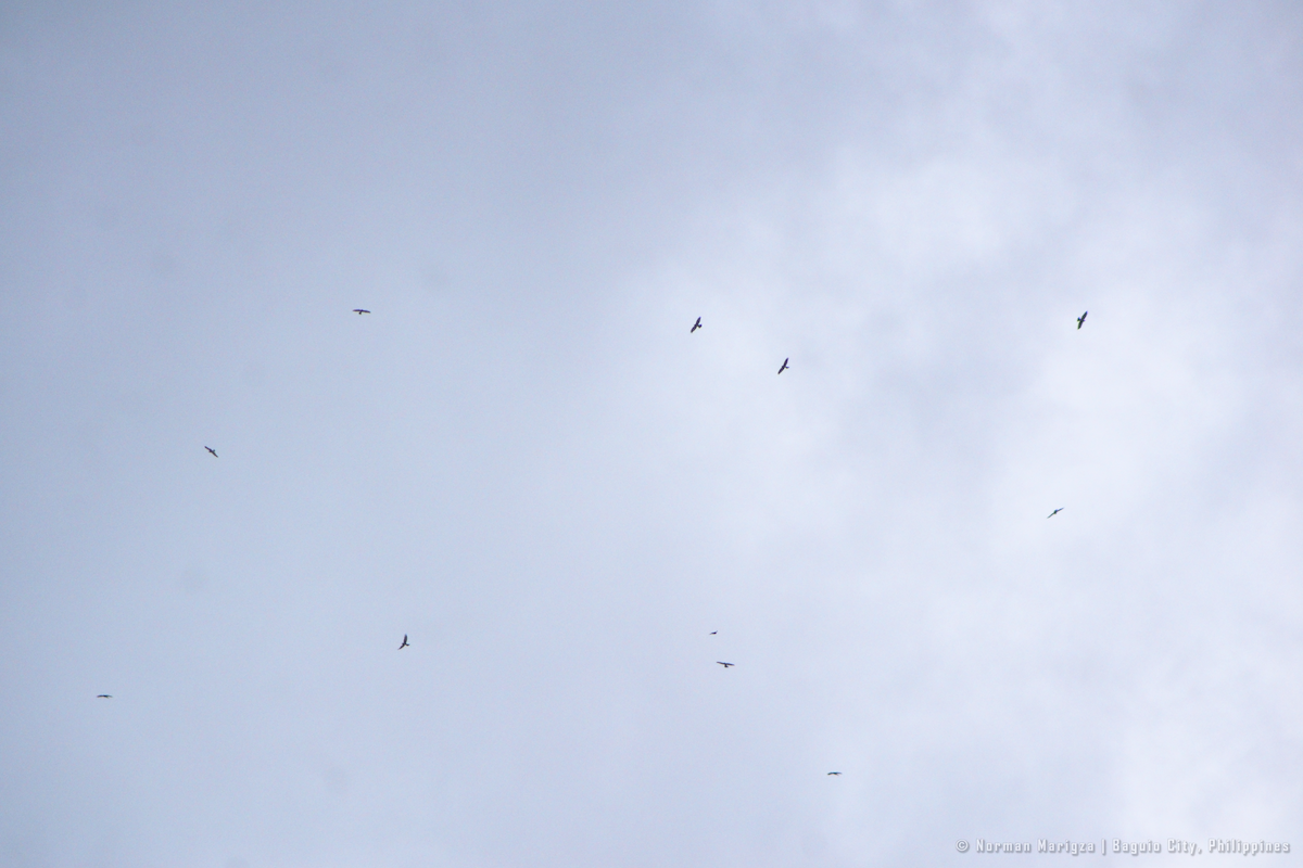 Gray-faced Buzzard - ML643744916