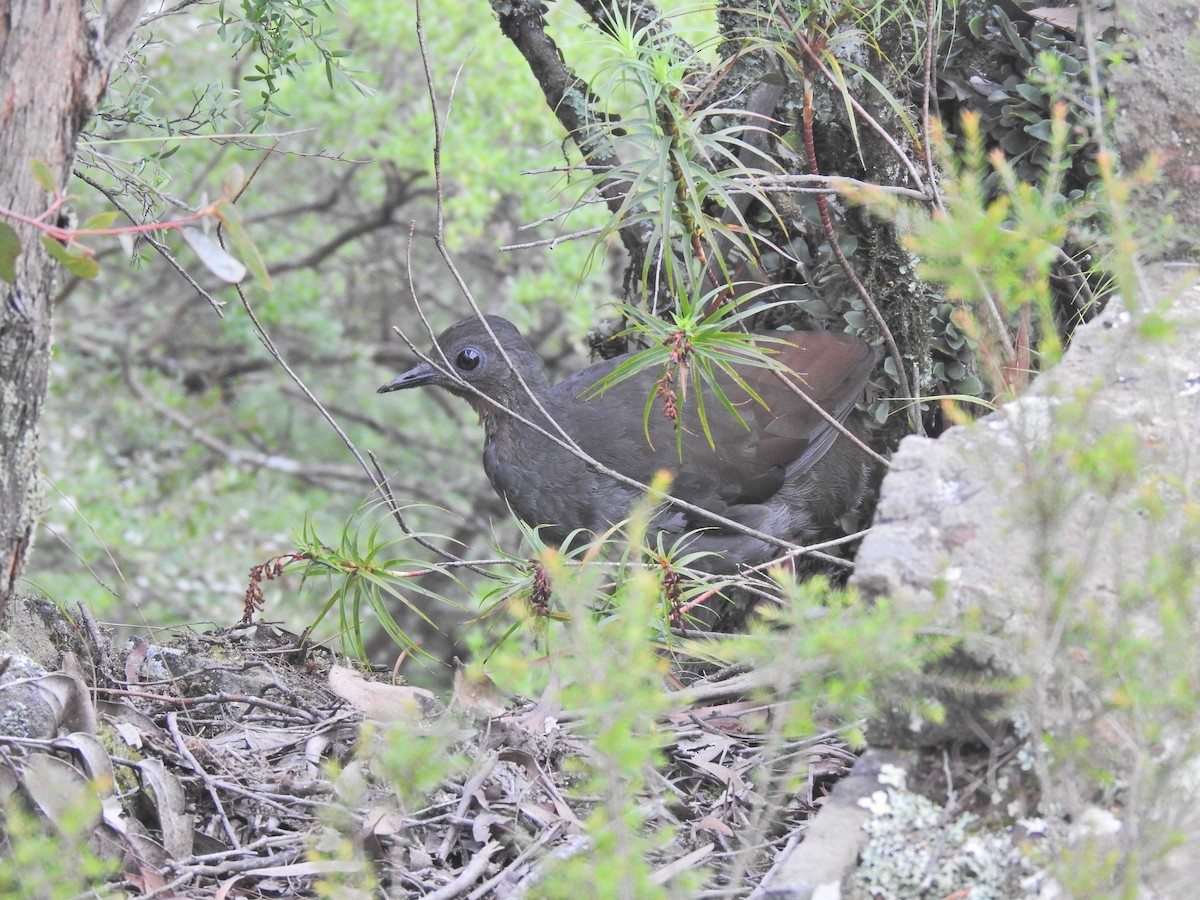 Superb Lyrebird - ML643744917