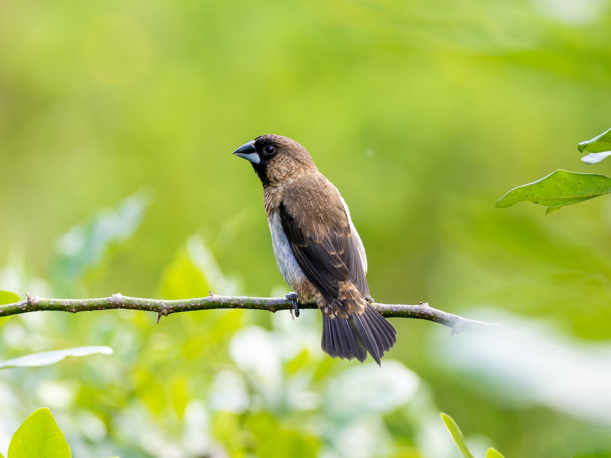 White-rumped Munia - ML643744918