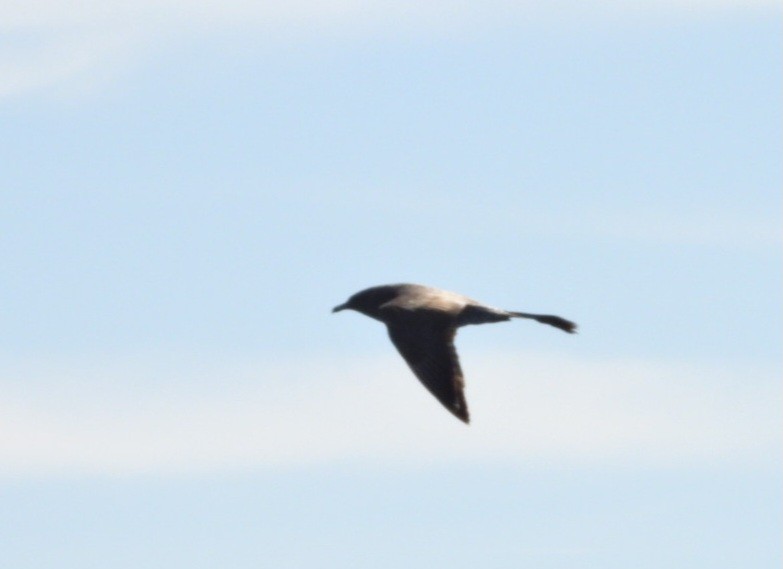 Pomarine Jaeger - ML643744919