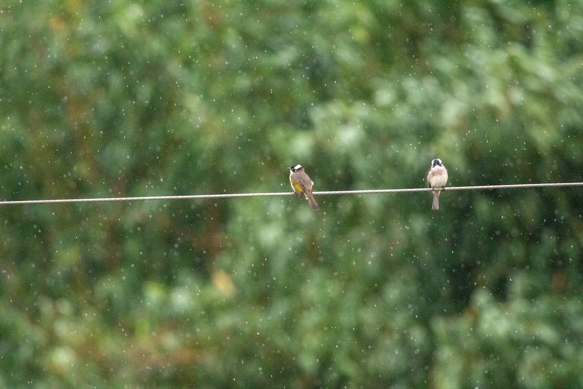 Light-vented Bulbul - ML643744920