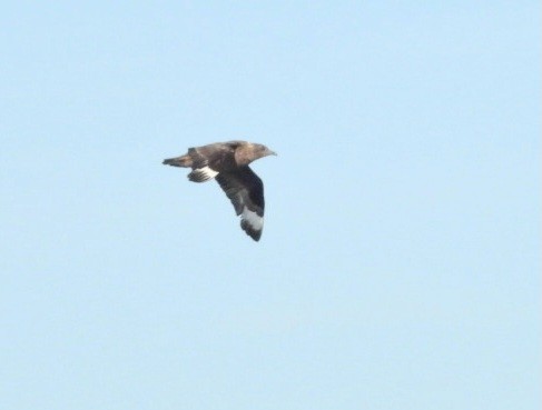 Great Skua - ML643744922