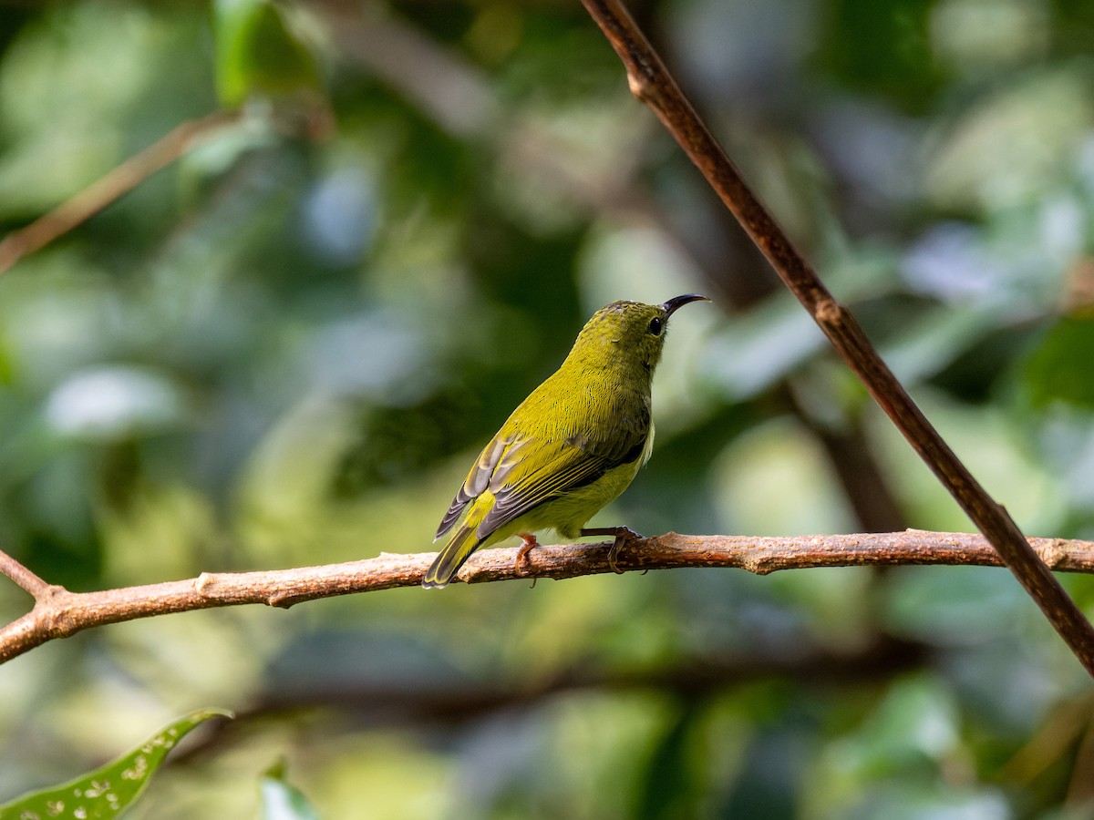 Fork-tailed Sunbird - ML643744924