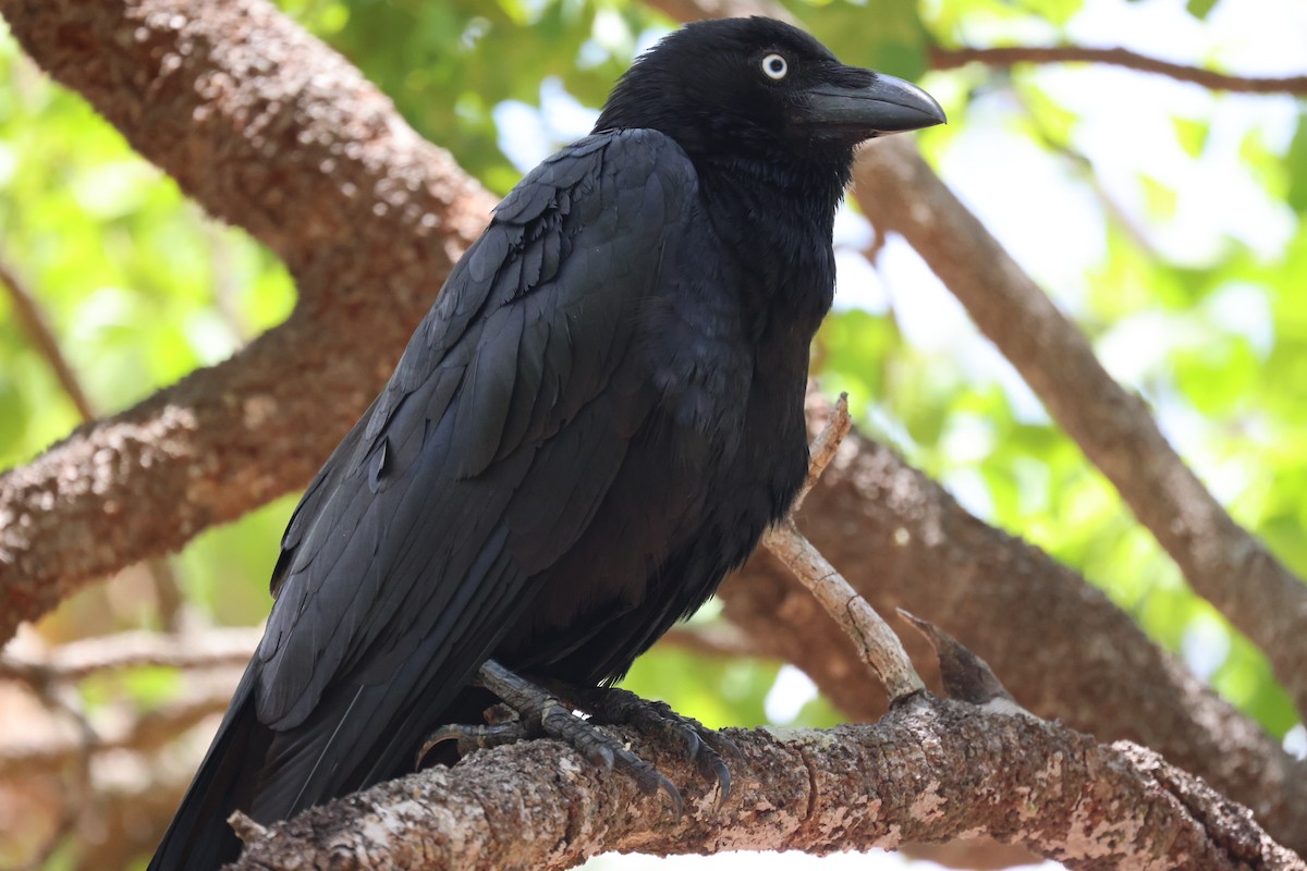 Torresian Crow - ML643744930