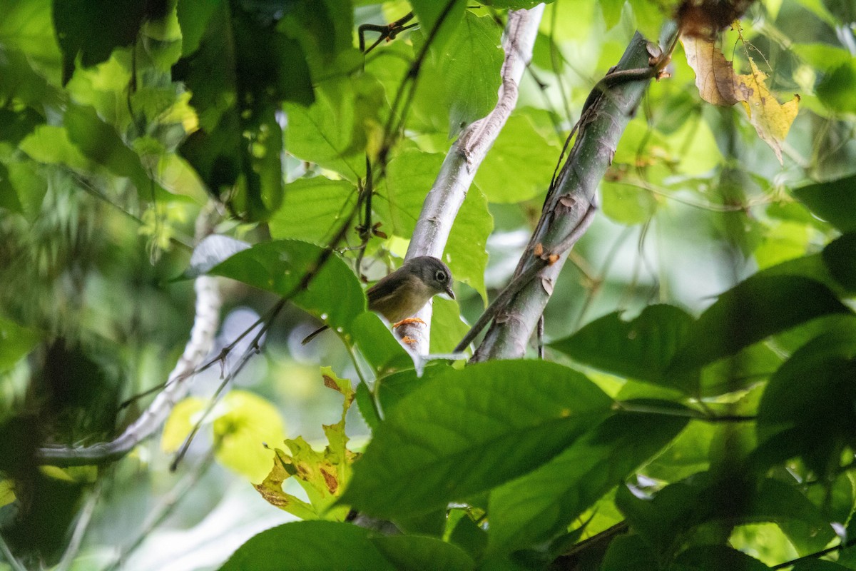 Morrison's Fulvetta - ML643744932