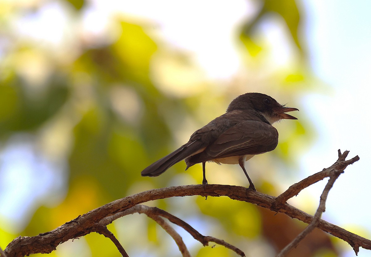 Northern Fantail - ML643744936