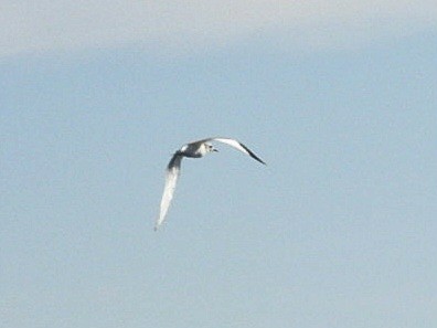 Sabine's Gull - ML643744937