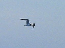 Sabine's Gull - ML643744938