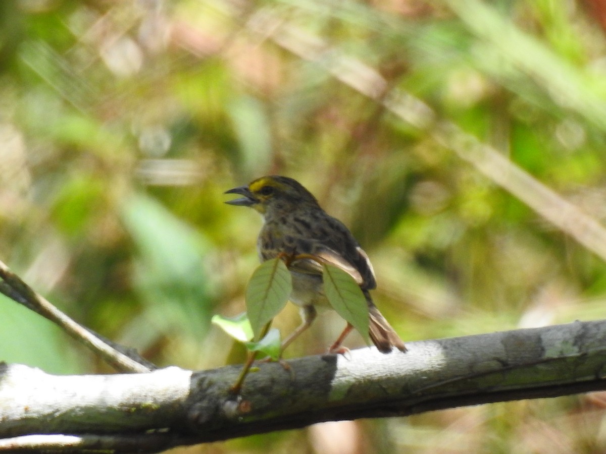 Yellow-browed Sparrow - ML643744941