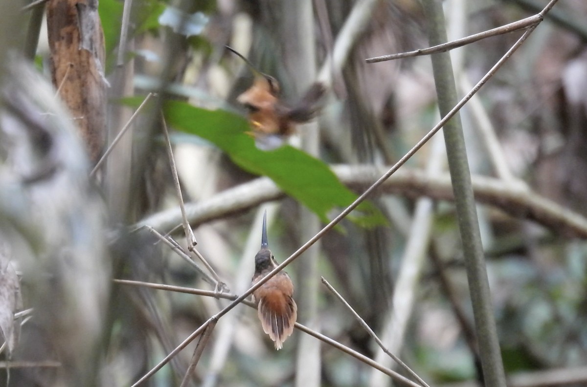 Reddish Hermit - ML643744942