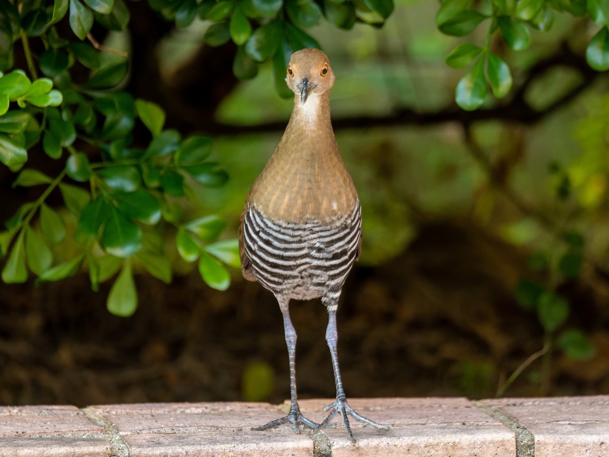 Slaty-legged Crake - ML643744943