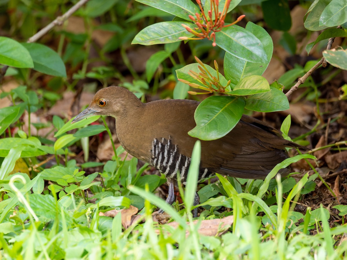 Slaty-legged Crake - ML643744944