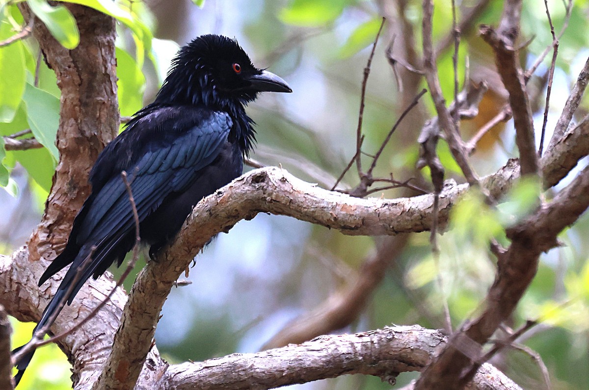 Spangled Drongo - ML643744945