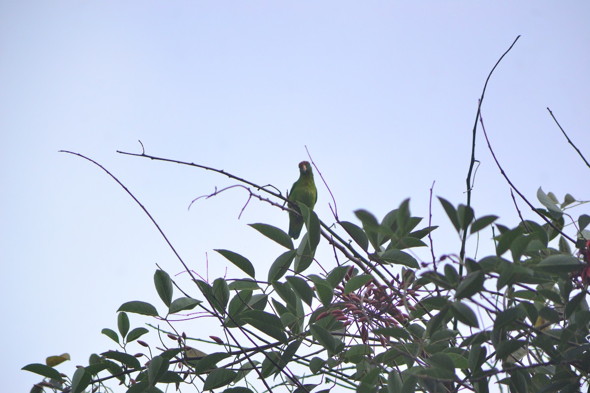 Coryllis des Philippines - ML643744946