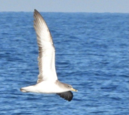 Scopoli's Shearwater - ML643744947