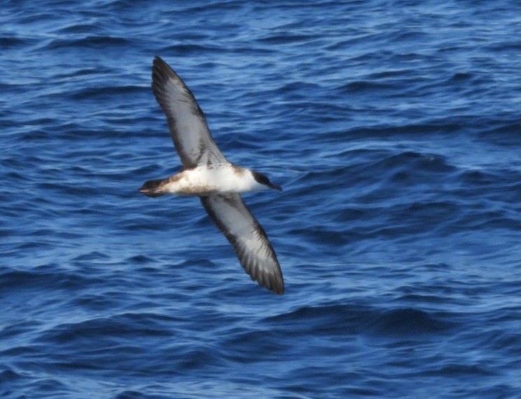Puffin majeur - ML643744960