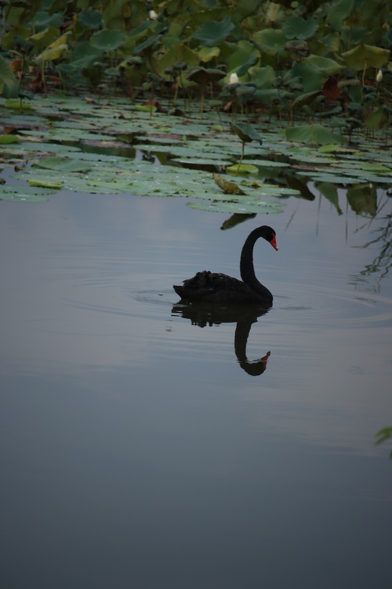 Cygne noir - ML643744967