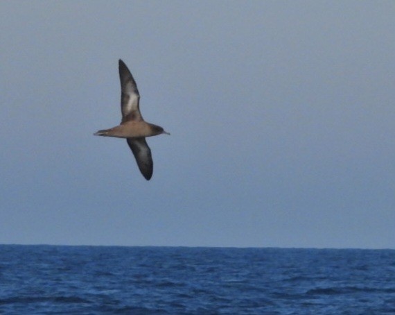 Puffin fuligineux - ML643744969