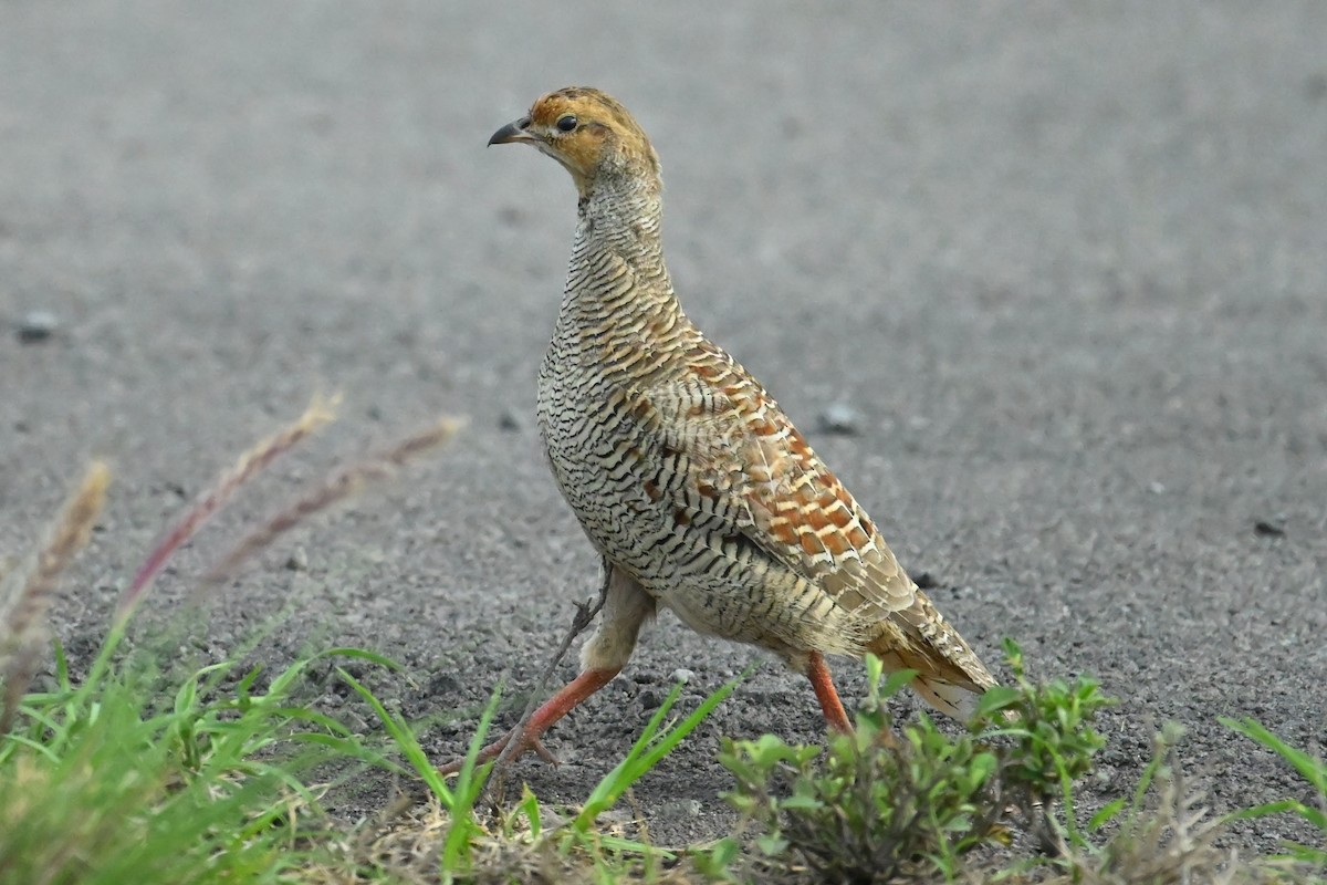 Francolin gris - ML643744973