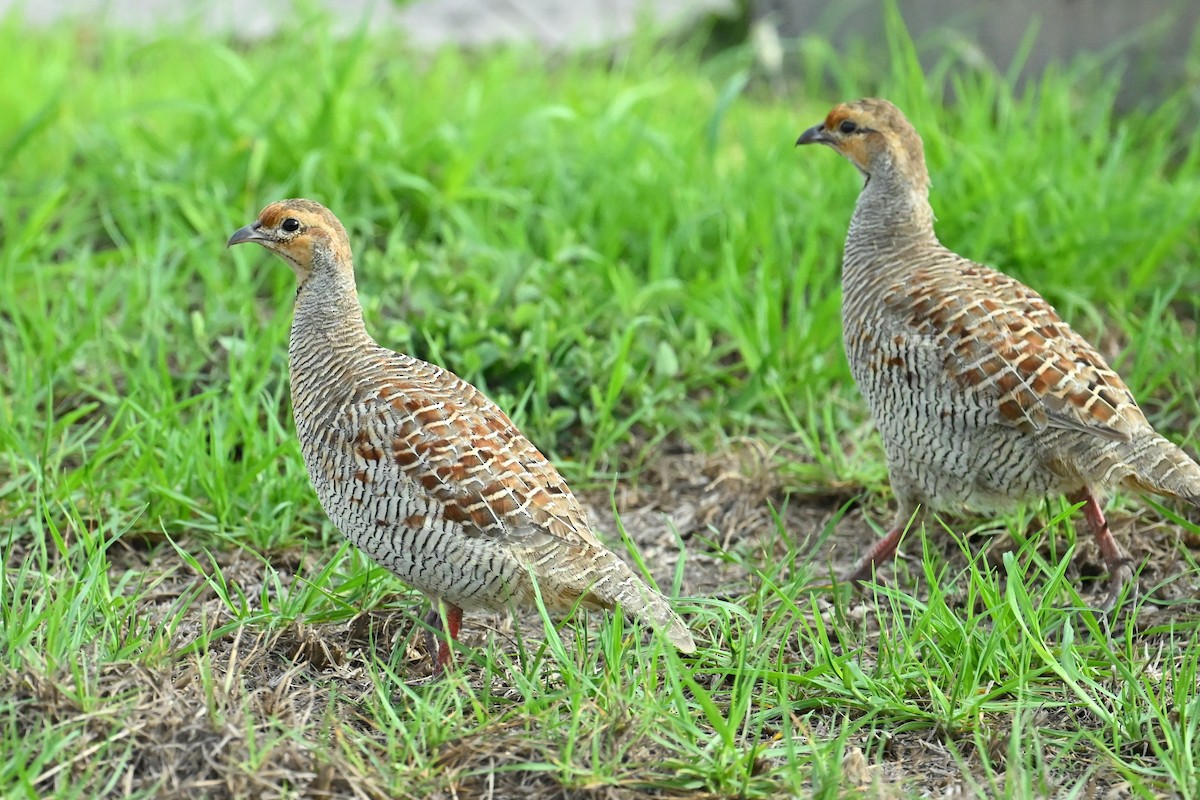 Francolin gris - ML643744974