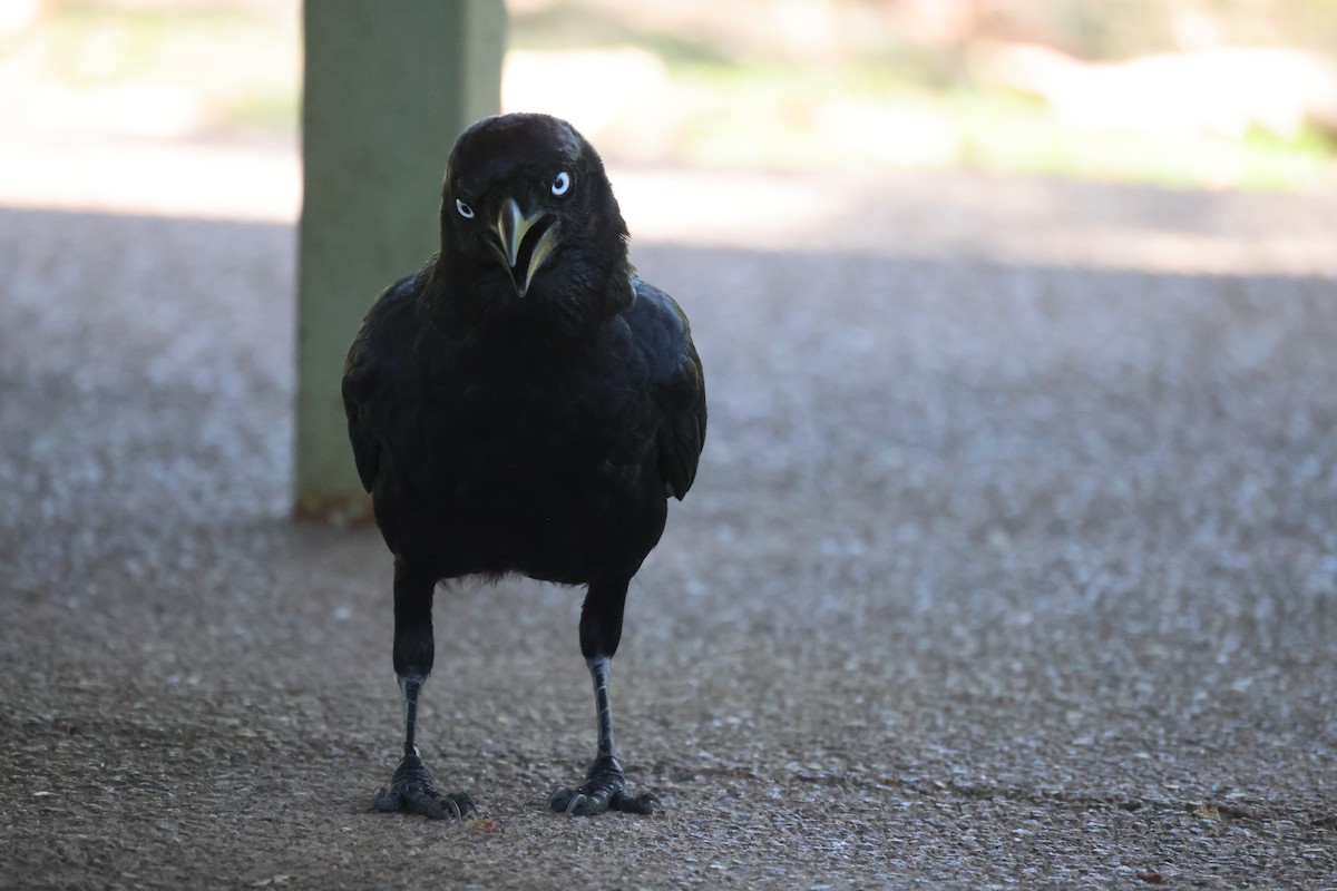 Corbeau de Torres - ML643744977