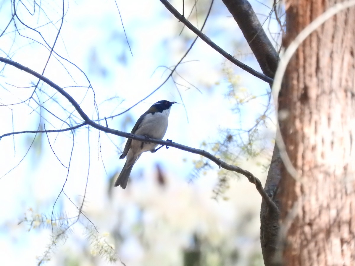 White-naped Honeyeater - ML643744983