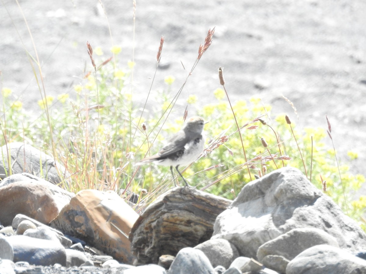 White-browed Ground-Tyrant - ML643745035