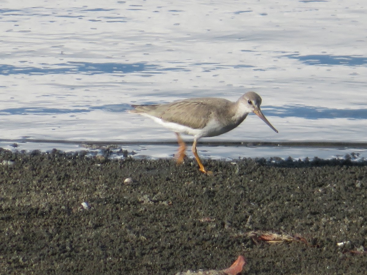 Terek Sandpiper - ML643745040