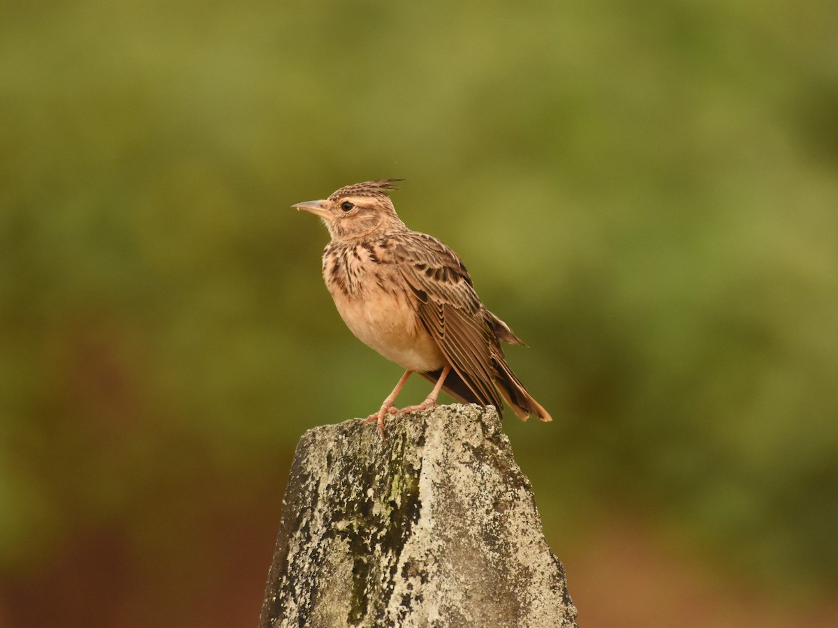 Malabar Lark - ML643745045