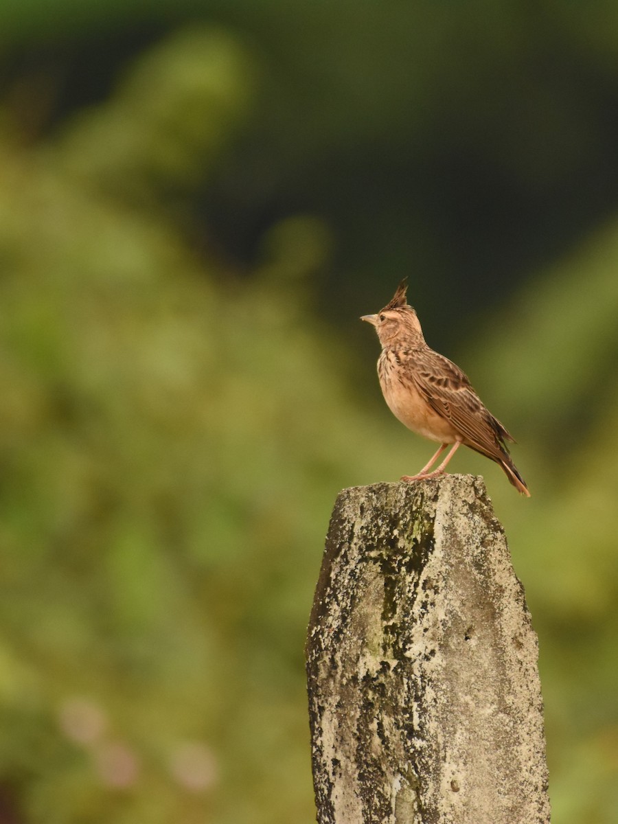 Malabar Lark - ML643745046