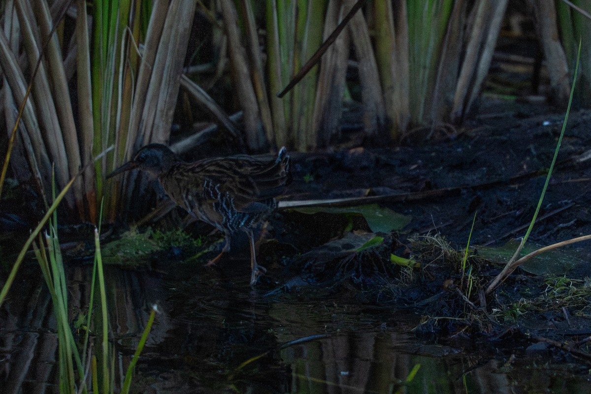 Virginia Rail - ML643745059