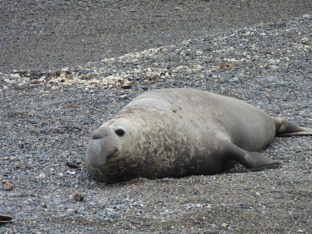 Southern Elephant Seal - ML643745071