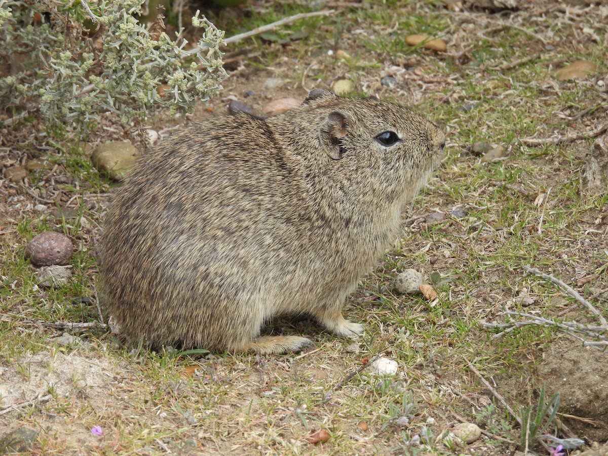 Patagonian chinchilla mouse - ML643745081