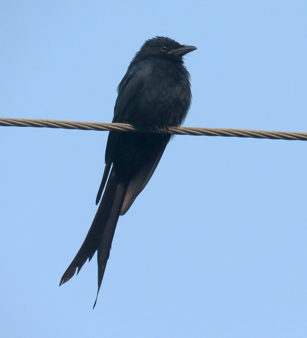 svartdrongo - ML643745090