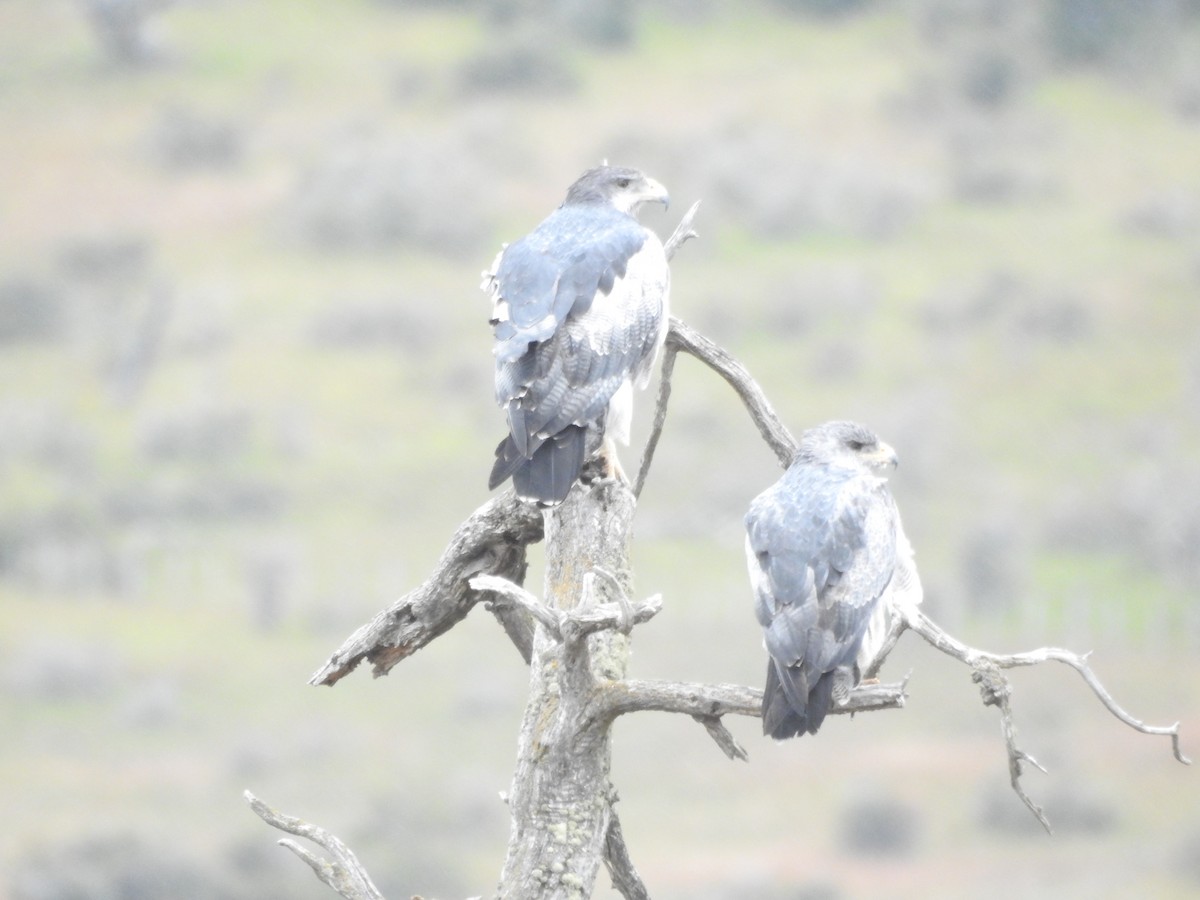 Black-chested Buzzard-Eagle - ML643745094