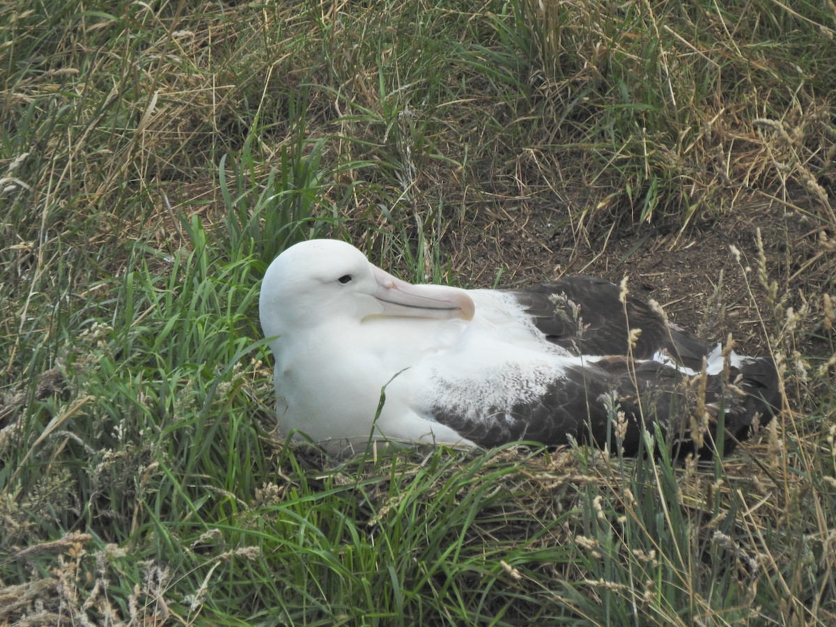 svartvingealbatross - ML643745096